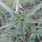 Tillandsia roseoscapa Leaf