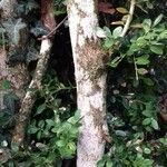 Buxus sempervirens Bark