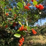 Citharexylum montevidense Gyümölcs