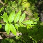 Fraxinus nigra Feuille