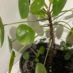 Pilea peperomioides Leaf