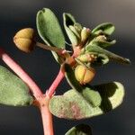 Euphorbia glyptosperma Ffrwyth