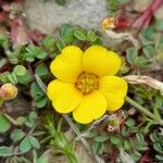 Oxalis bisfracta Flower