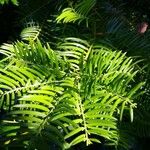 Cephalotaxus fortunei Leaf