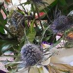 Eryngium planum Leaf