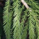 Taxodium distichum Leaf