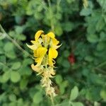 Crotalaria pallida Fiore