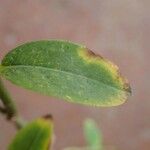 Salix caesia Leaf