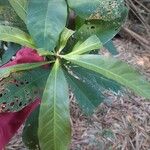 Barringtonia acutangula Leaf