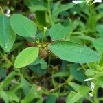 Euphorbia hypericifolia Blatt