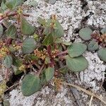Oxybasis chenopodioides ফুল