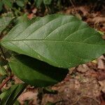 Cremaspora triflora Leaf