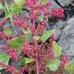 Oxybasis chenopodioides অন্যান্য