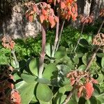 Cotyledon orbiculata Virág