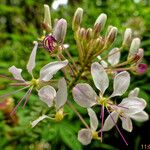 Cleome gynandra Blüte