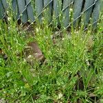 Cardamine oligosperma Habitat