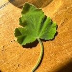 Pelargonium tomentosum Blatt