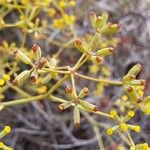 Bupleurum fruticescens Fruto