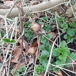 Viburnum lantana ফল