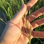 Paspalum urvillei Leaf