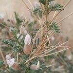 Astragalus armatus Kvet