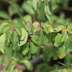 Terminalia prunioides Leaf