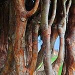 Sequoiadendron giganteum Coajă