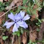 Phlox divaricata Çiçek