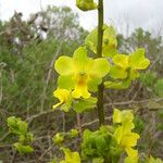 Cyrtopodium flavum