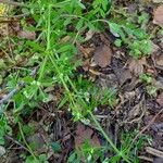 Galium aparine Vekstform