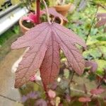 Hibiscus acetosella Folha