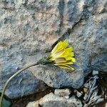 Leontodon tuberosus Flower