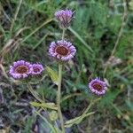 Erigeron atticus Цвят