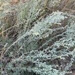 Artemisia ludoviciana ഇല