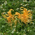 Lycoris aurea Fleur