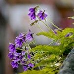 Delphinium nepalense Flower