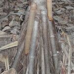 Pandanus spiralis Corteza