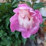 Paeonia lactifloraКвітка