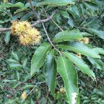 Castanea pumila 形態