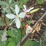 Oenothera gaura Λουλούδι