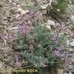 Astragalus vesicarius Vekstform