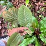 Baccaurea polyneura Hostoa