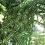 Picea polita List