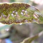 Bulbophyllum maximum Flower