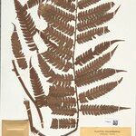 Cyathea cyatheoides Folla
