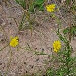 Senecio gallicus Habitus