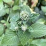 Mentha aquatica Kwiat