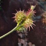 Onobrychis caput-galli Fruit