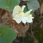 Asarina procumbens Kvet