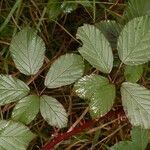 Rubus bifrons 樹皮